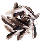 Pióra Kacze 10-15cm 10g / DpCraft