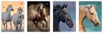 Zeszyt A5 16# 70g UV Wild Horses