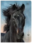Zeszyt A5 16 3linia Kolorowa 70g UV Wild Horses / Interdruk